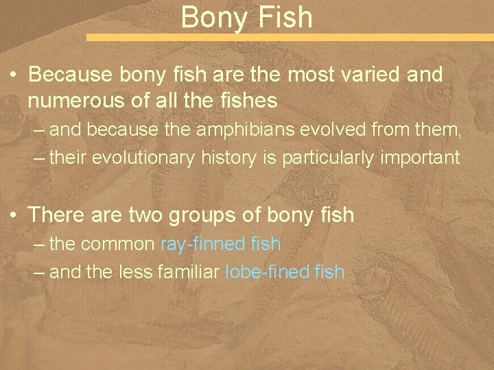 Bony Fish • Because bony fish are the most varied and numerous of all