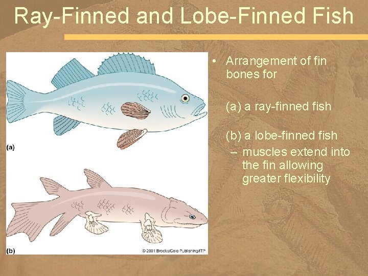 Ray-Finned and Lobe-Finned Fish • Arrangement of fin bones for (a) a ray-finned fish