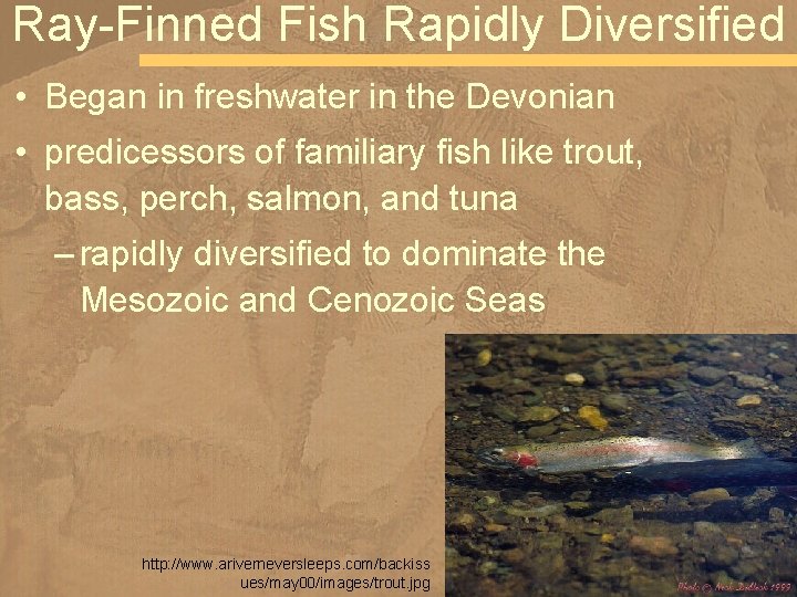 Ray-Finned Fish Rapidly Diversified • Began in freshwater in the Devonian • predicessors of