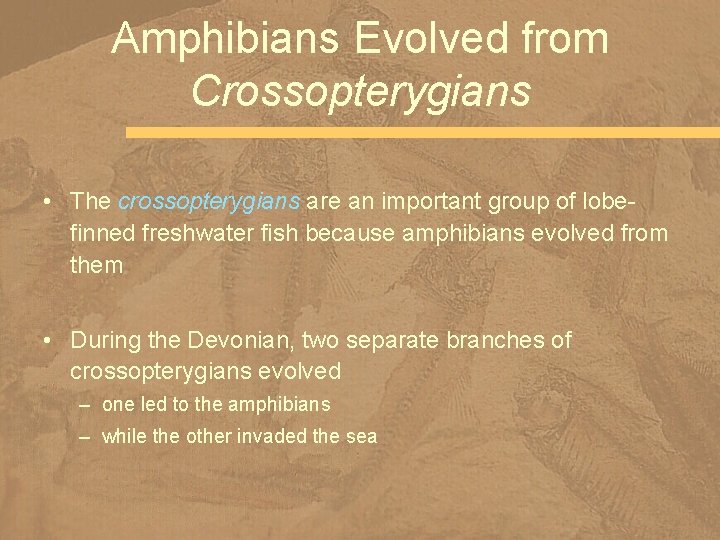 Amphibians Evolved from Crossopterygians • The crossopterygians are an important group of lobefinned freshwater