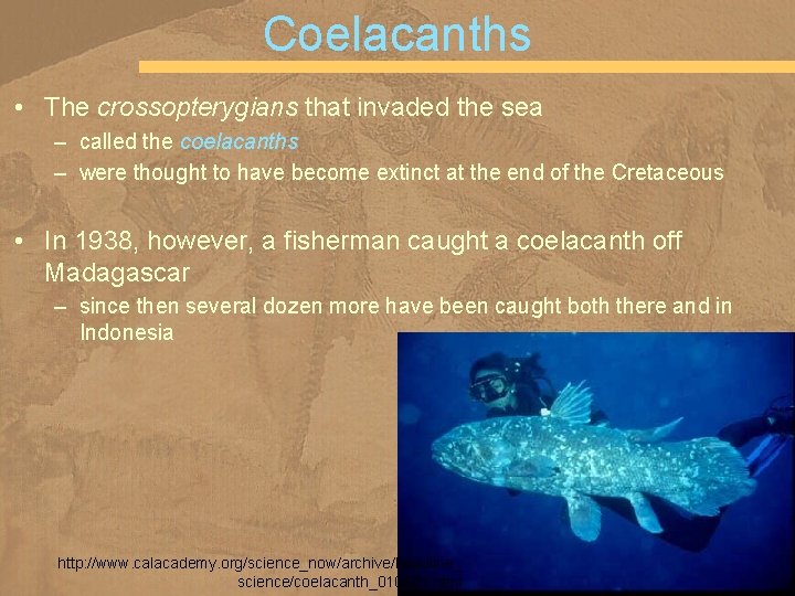 Coelacanths • The crossopterygians that invaded the sea – called the coelacanths – were