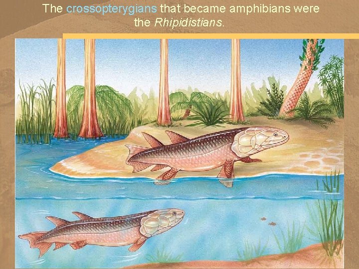 The crossopterygians that became amphibians were the Rhipidistians. • Eusthenopteron, – a member of