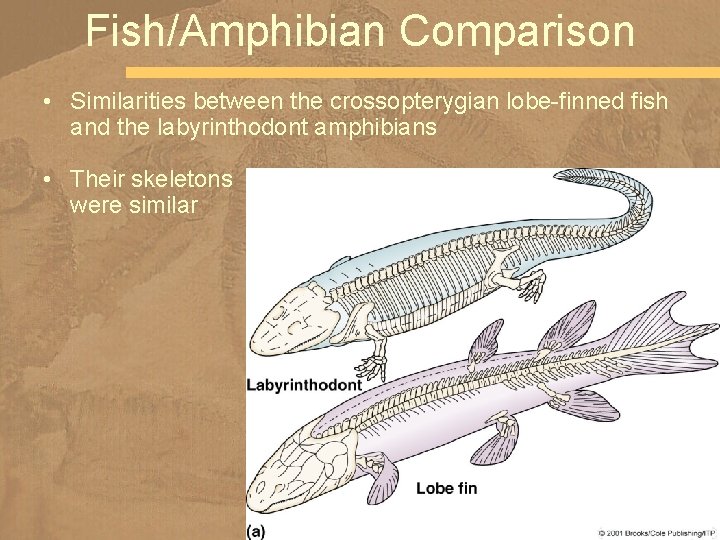 Fish/Amphibian Comparison • Similarities between the crossopterygian lobe-finned fish and the labyrinthodont amphibians •