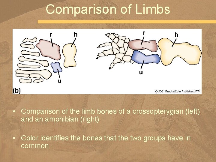 Comparison of Limbs • Comparison of the limb bones of a crossopterygian (left) and