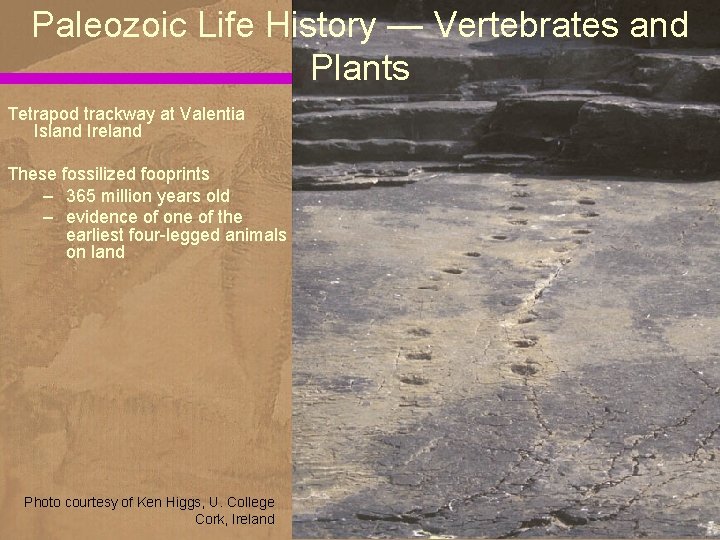 Paleozoic Life History — Vertebrates and Plants Tetrapod trackway at Valentia Island Ireland These
