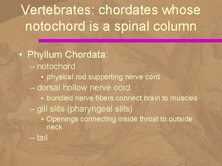 Vertebrates: chordates whose notochord is a spinal column • Phyllum Chordata: – notochord •