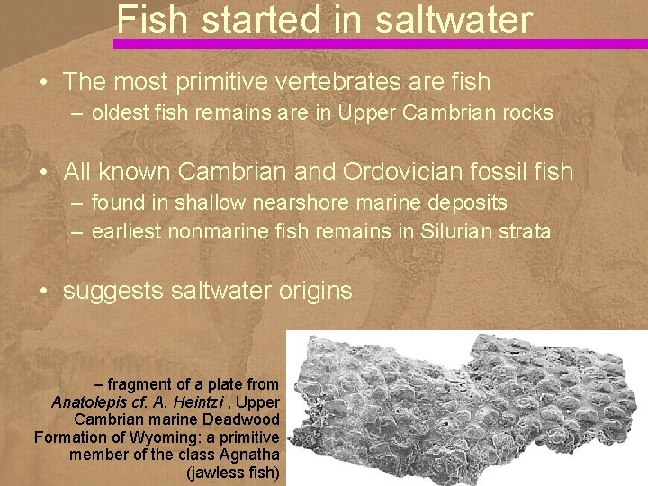 Fish started in saltwater • The most primitive vertebrates are fish – oldest fish