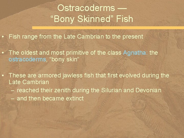 Ostracoderms — “Bony Skinned” Fish • Fish range from the Late Cambrian to the