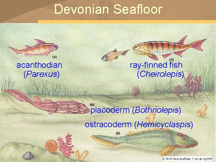 Devonian Seafloor acanthodian (Parexus) ray-finned fish (Cheirolepis) placoderm (Bothriolepis) ostracoderm (Hemicyclaspis) 