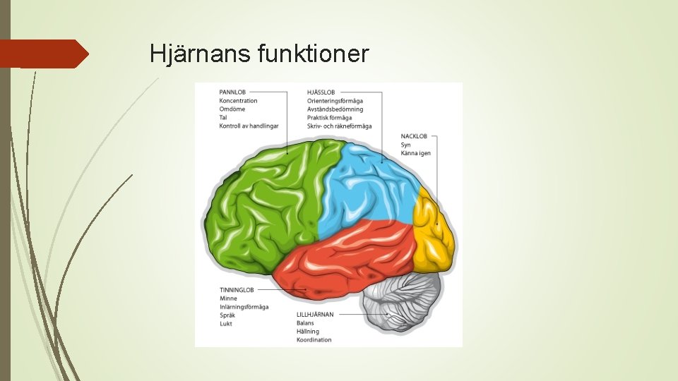 Hjärnans funktioner 