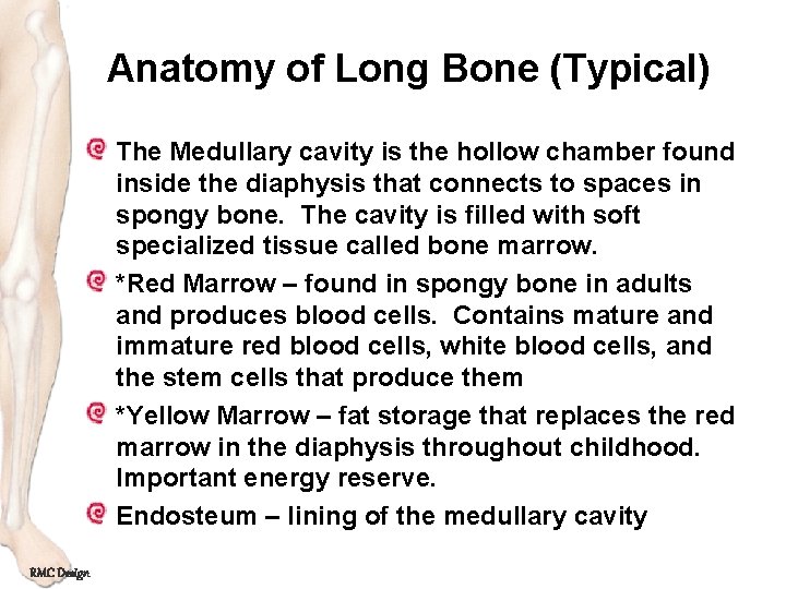 Anatomy of Long Bone (Typical) The Medullary cavity is the hollow chamber found inside
