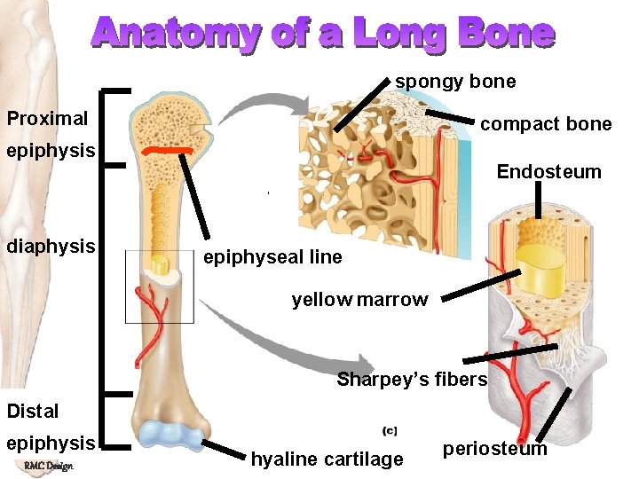 spongy bone Proximal compact bone epiphysis diaphysis Endosteum epiphyseal line yellow marrow Sharpey’s fibers