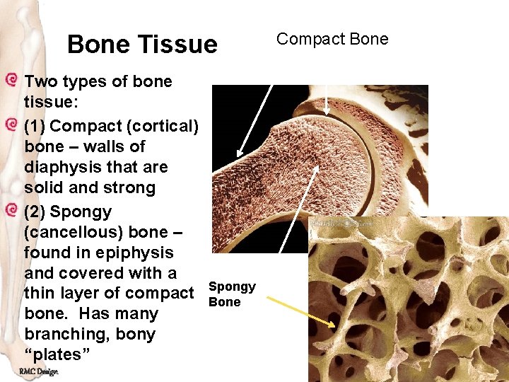 Bone Tissue Two types of bone tissue: (1) Compact (cortical) bone – walls of