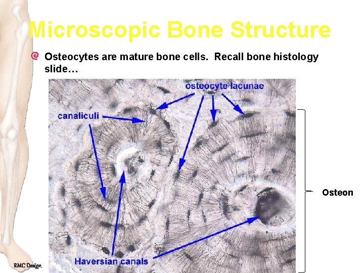 Microscopic Bone Structure Osteocytes are mature bone cells. Recall bone histology slide… Osteon RMC