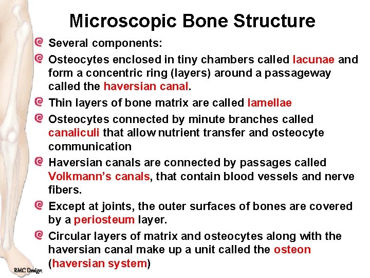 Microscopic Bone Structure RMC Design Several components: Osteocytes enclosed in tiny chambers called lacunae
