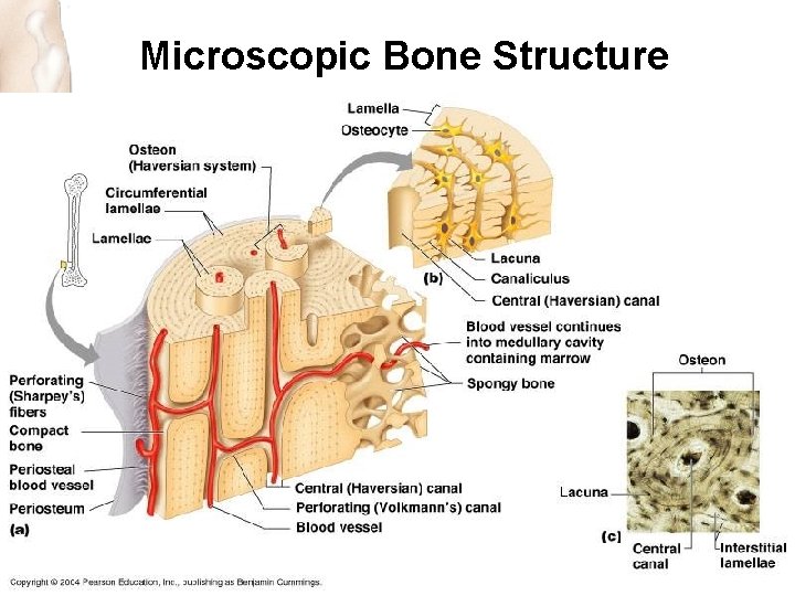 Microscopic Bone Structure RMC Design 