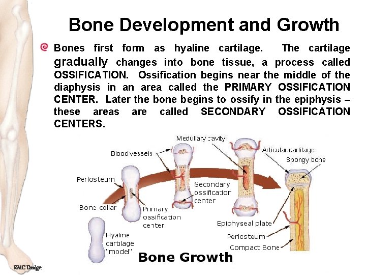 Bone Development and Growth Bones first form as hyaline cartilage. The cartilage gradually changes
