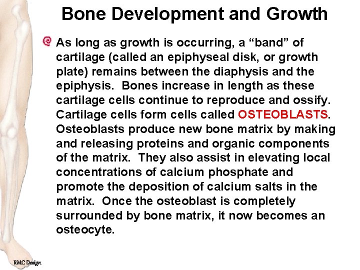 Bone Development and Growth As long as growth is occurring, a “band” of cartilage