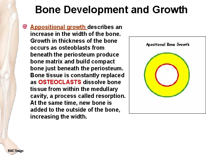 Bone Development and Growth Appositional growth describes an increase in the width of the