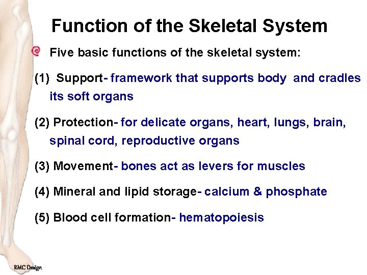 Function of the Skeletal System Five basic functions of the skeletal system: (1) Support-