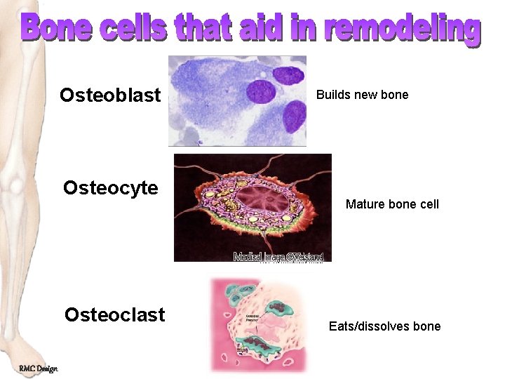 Osteoblast Osteocyte Osteoclast RMC Design Builds new bone Mature bone cell Eats/dissolves bone 