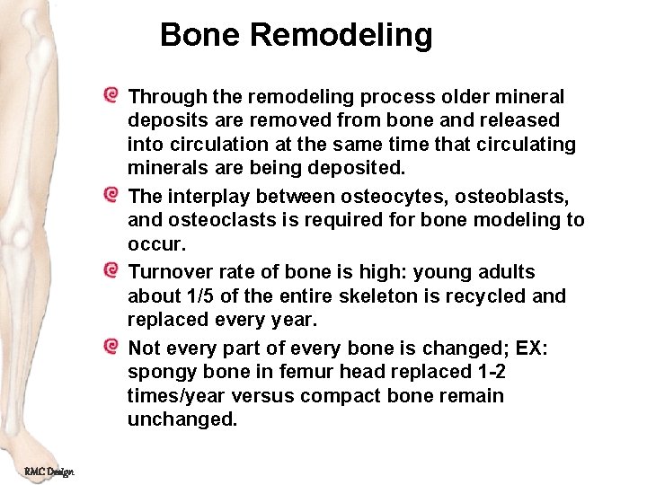 Bone Remodeling Through the remodeling process older mineral deposits are removed from bone and