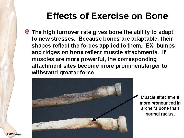 Effects of Exercise on Bone The high turnover rate gives bone the ability to