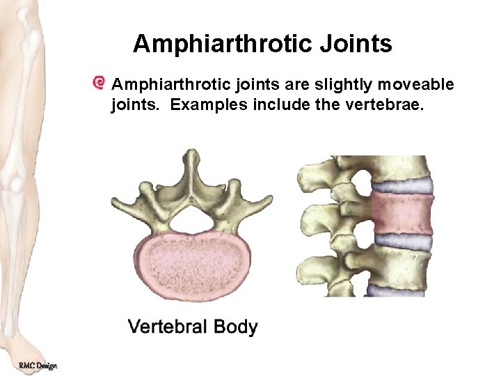 Amphiarthrotic Joints Amphiarthrotic joints are slightly moveable joints. Examples include the vertebrae. RMC Design