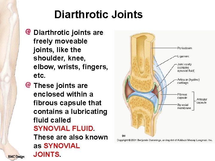 Diarthrotic Joints RMC Design Diarthrotic joints are freely moveable joints, like the shoulder, knee,