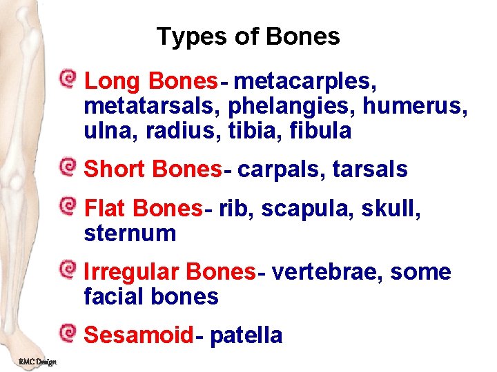 Types of Bones Long Bones- metacarples, metatarsals, phelangies, humerus, ulna, radius, tibia, fibula Short