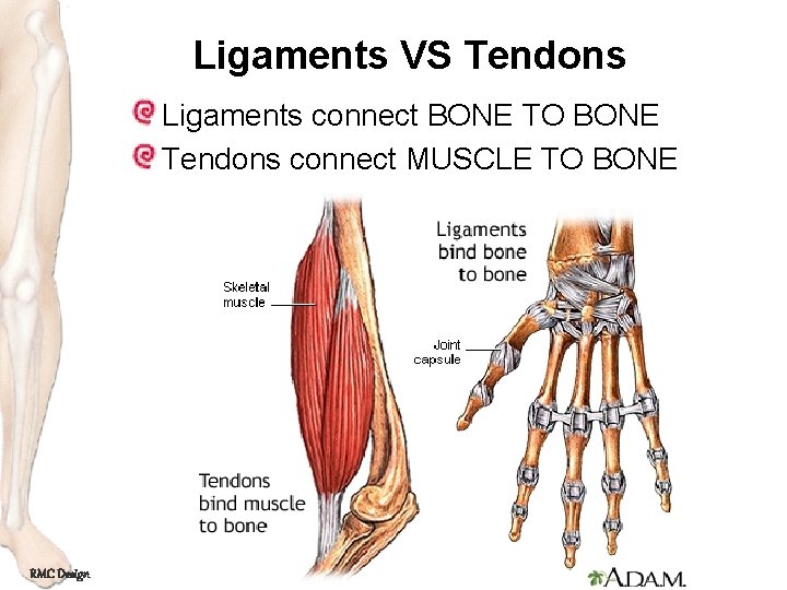 Ligaments VS Tendons Ligaments connect BONE TO BONE Tendons connect MUSCLE TO BONE RMC