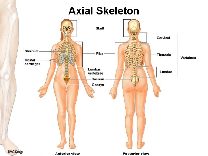 Axial Skeleton RMC Design 