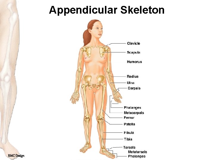 Appendicular Skeleton RMC Design 