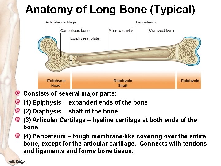 Anatomy of Long Bone (Typical) Consists of several major parts: (1) Epiphysis – expanded