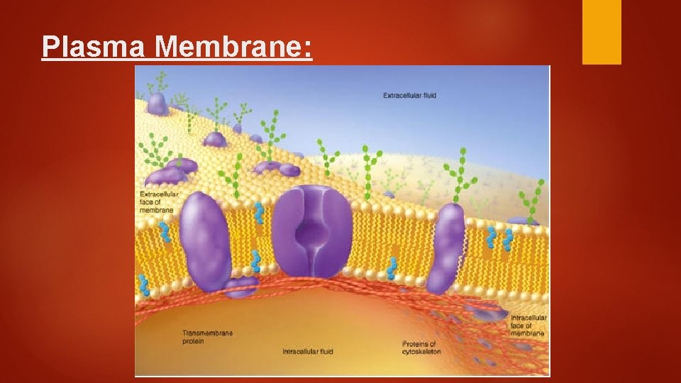 Plasma Membrane: 