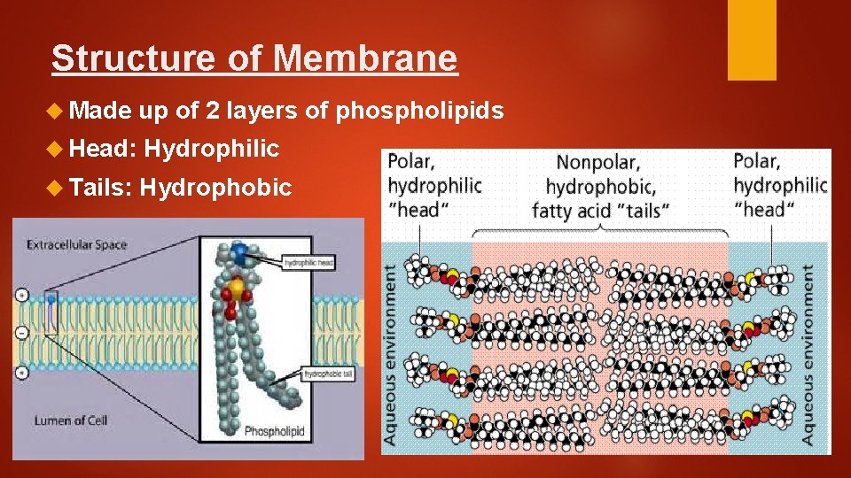 Structure of Membrane Made up of 2 layers of phospholipids Head: Hydrophilic Tails: Hydrophobic