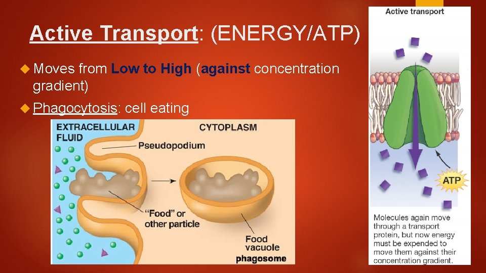 Active Transport: (ENERGY/ATP) Moves from Low to High (against concentration gradient) Phagocytosis: cell eating