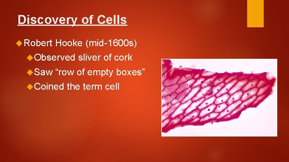 Discovery of Cells Robert Hooke (mid-1600 s) Observed Saw sliver of cork “row of