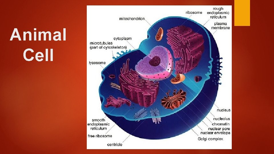 Animal Cell 