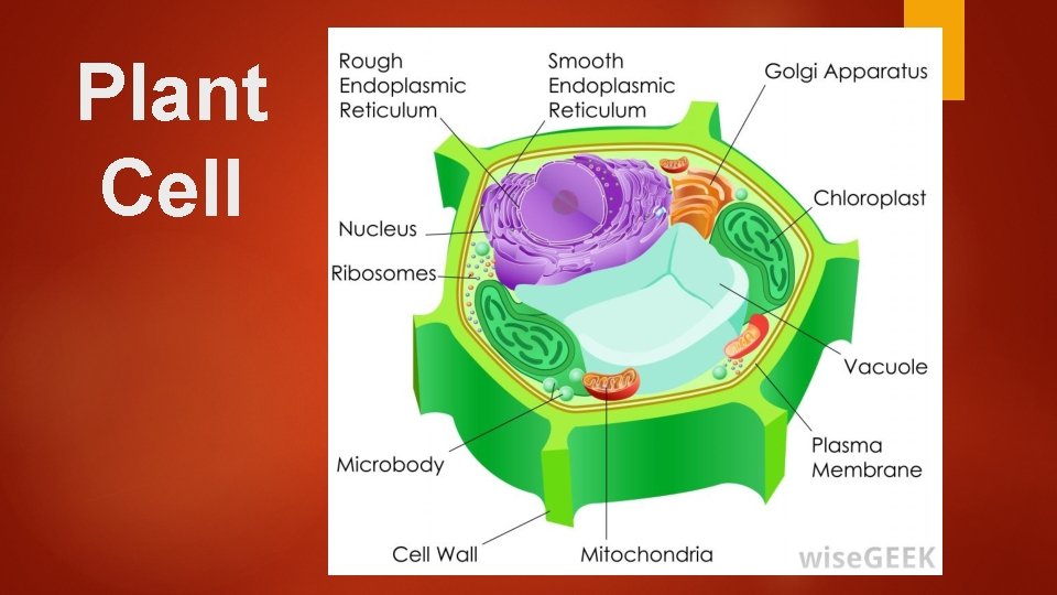 Plant Cell 