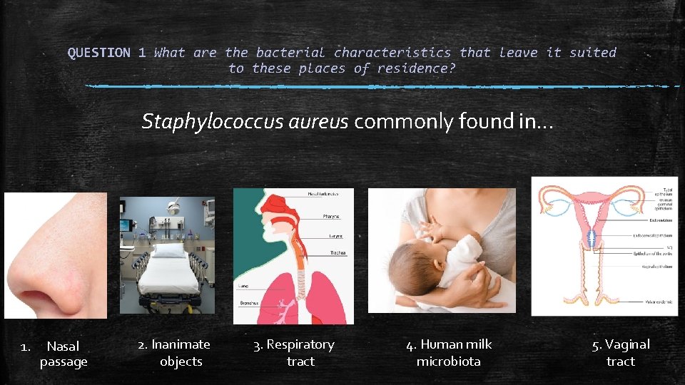 QUESTION 1 What are the bacterial characteristics that leave it suited to these places