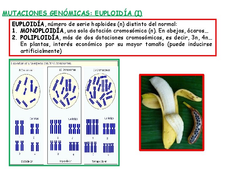 MUTACIONES GENÓMICAS: EUPLOIDÍA (I) EUPLOIDÍA, número de serie haploides (n) distinto del normal: 1.