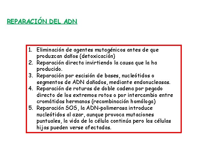 REPARACIÓN DEL ADN 1. Eliminación de agentes mutagénicos antes de que produzcan daños (detoxicación)