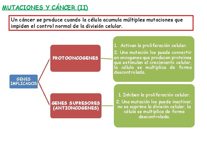 MUTACIONES Y CÁNCER (II) Un cáncer se produce cuando la célula acumula múltiples mutaciones