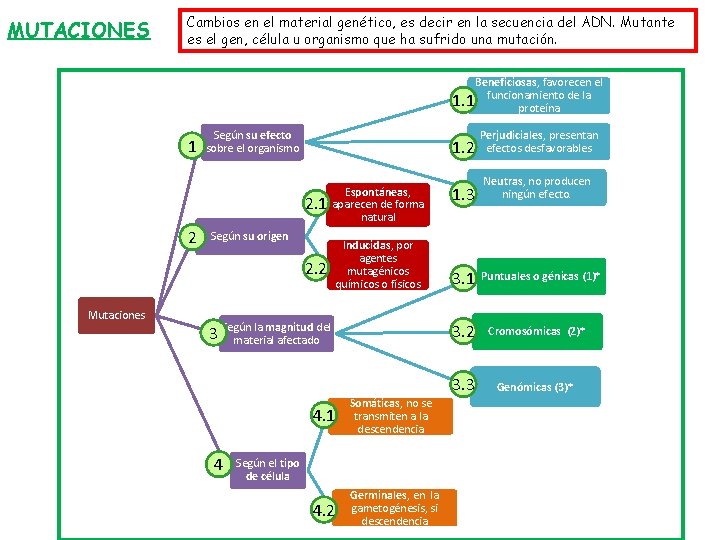 MUTACIONES Cambios en el material genético, es decir en la secuencia del ADN. Mutante