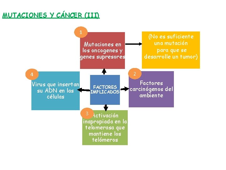 MUTACIONES Y CÁNCER (III) 1 (No es suficiente una mutación para que se desarrolle