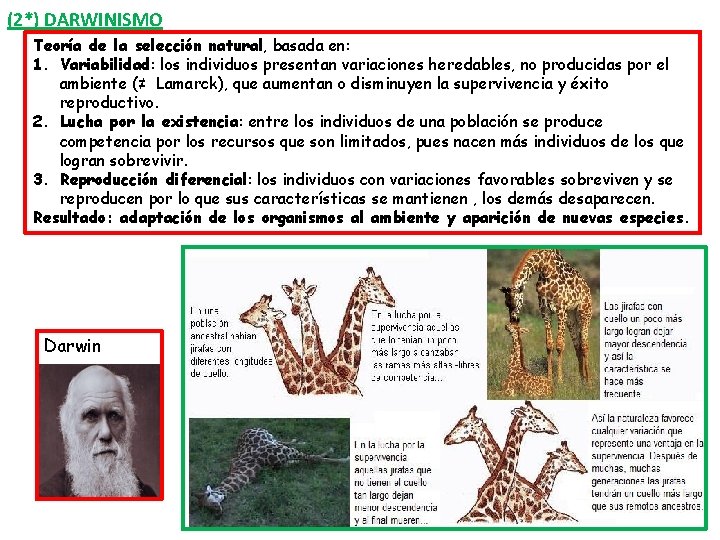 (2*) DARWINISMO Teoría de la selección natural, basada en: 1. Variabilidad: los individuos presentan