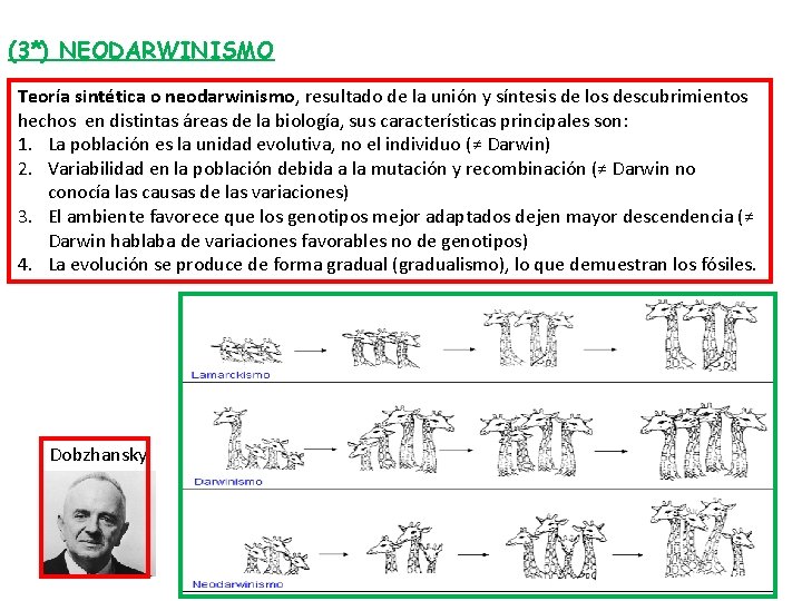 (3*) NEODARWINISMO Teoría sintética o neodarwinismo, resultado de la unión y síntesis de los