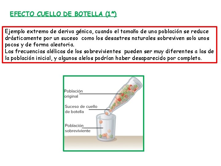 EFECTO CUELLO DE BOTELLA (1*) Ejemplo extremo de deriva génica, cuando el tamaño de