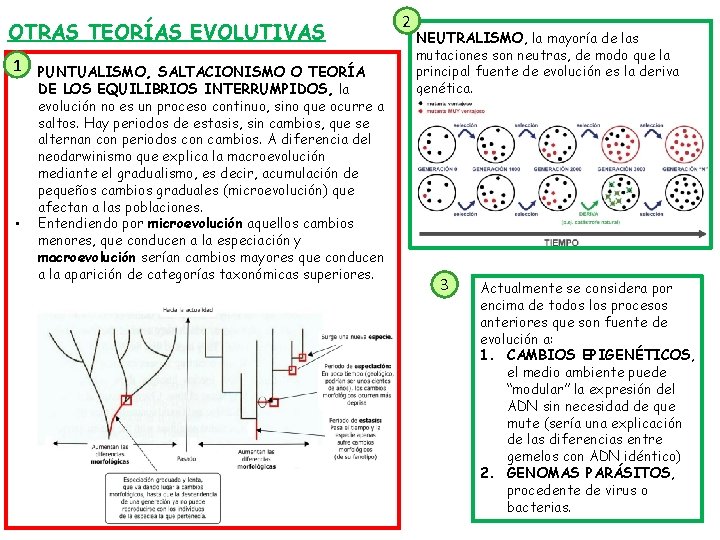 OTRAS TEORÍAS EVOLUTIVAS 1 • • PUNTUALISMO, SALTACIONISMO O TEORÍA DE LOS EQUILIBRIOS INTERRUMPIDOS,